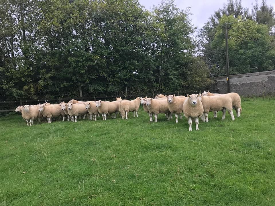 Wicklow Mountain Sheep Breeders' Association to hold 77th annual show and sale
