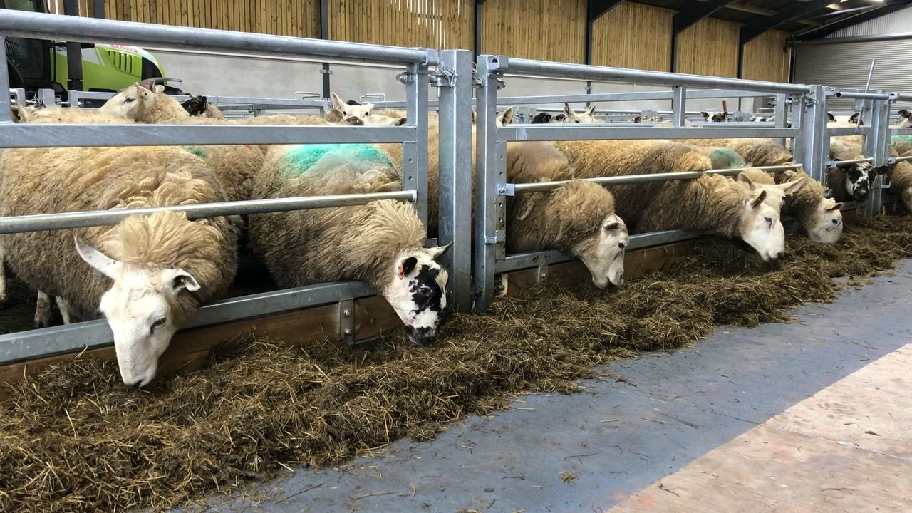 Providing adequate feed and lying space at housing for ewes