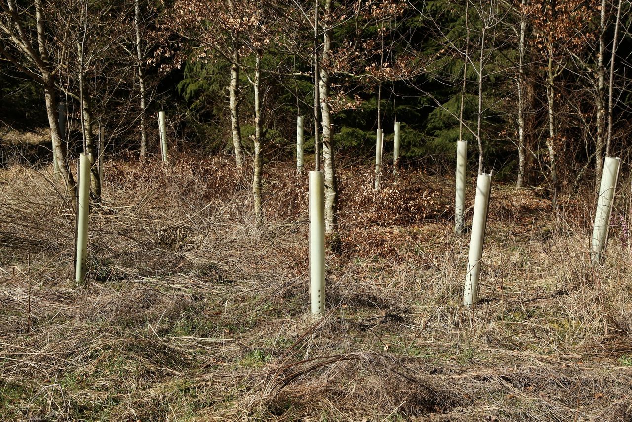 UCD professor to become chair of council on forestry