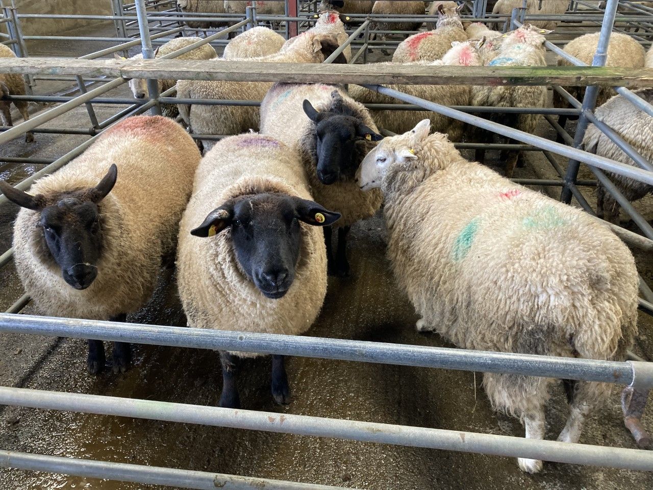 Cull ewe trade slightly easier at Waterford Ross Mart on Monday