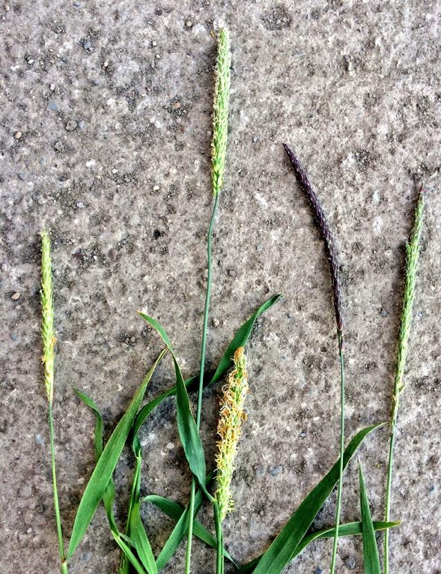 Grass weed control and minimum-tillage under investigation