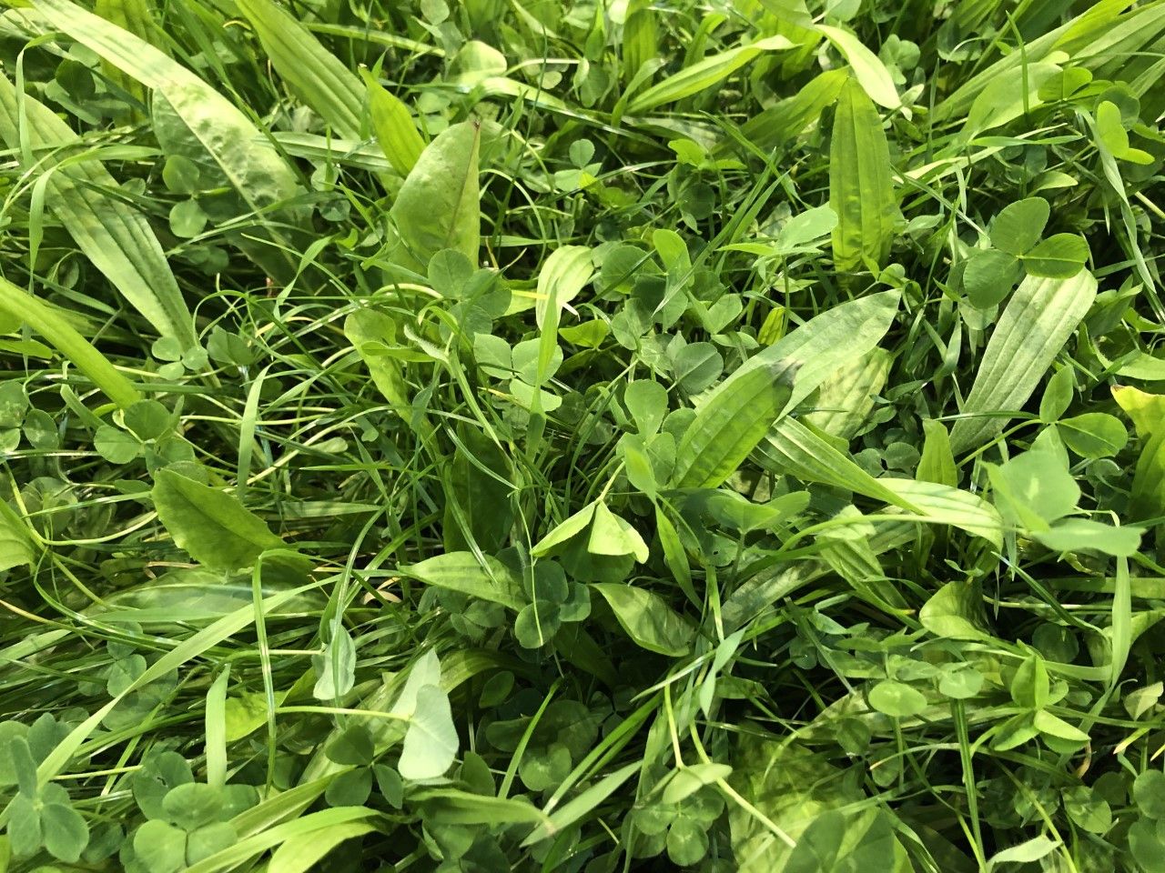 Disease resistance potential driving grass variety choices - seed expert
