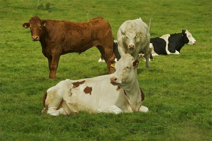 'Beef farmers will not accept coupled support for dairy industry'