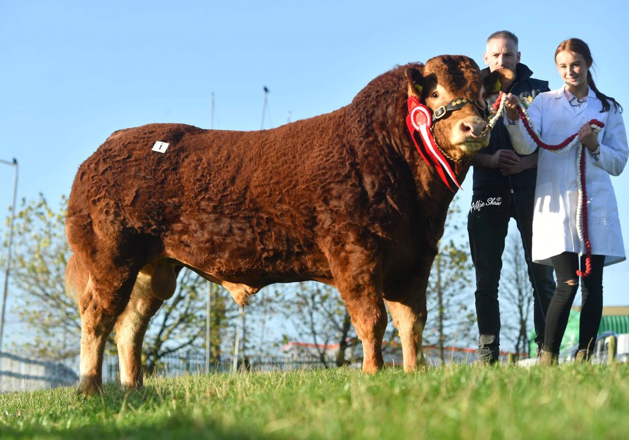 Kerry and Antrim buyers secure €9,000 'Limo bulls' at society sale