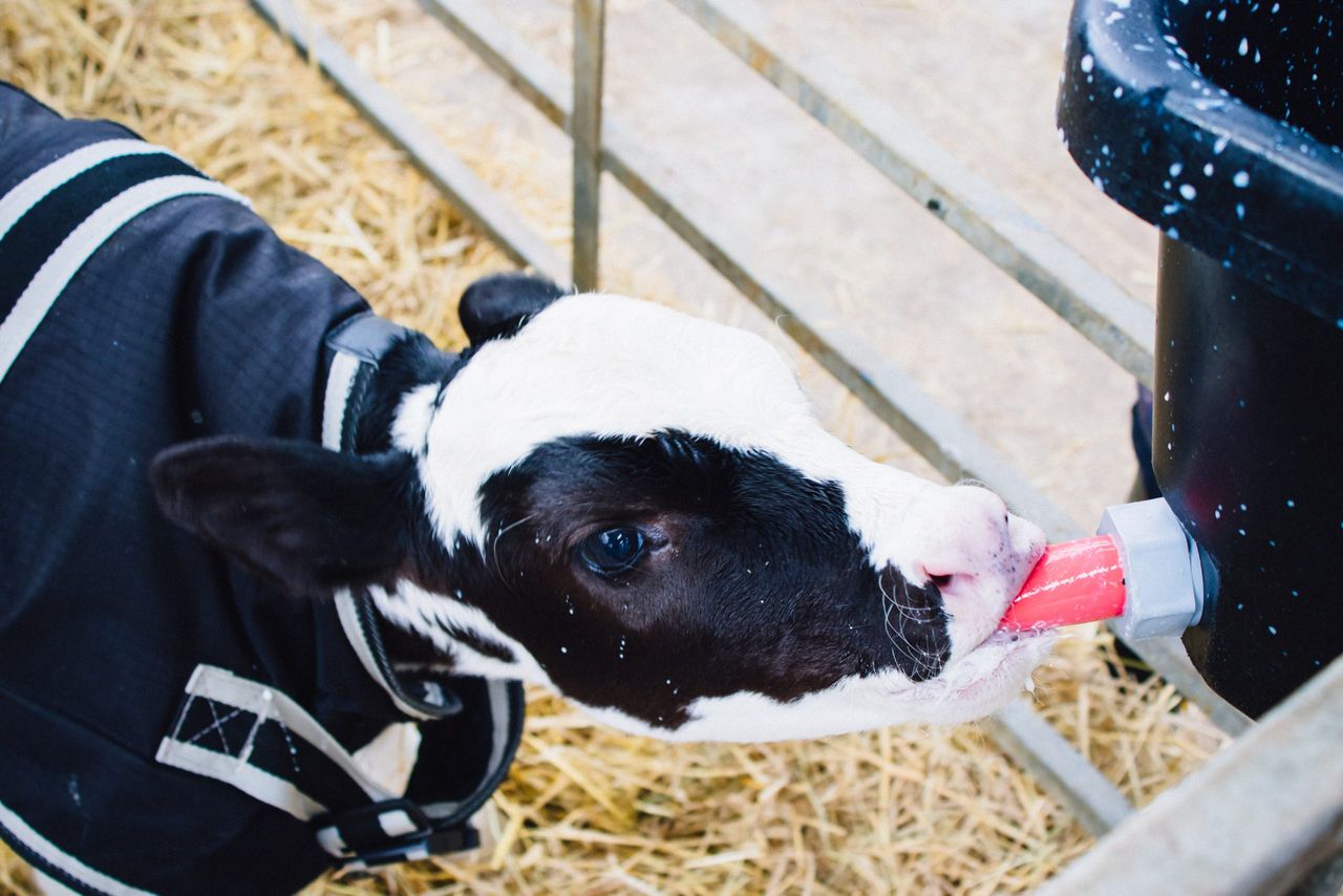 Calf Rearing Series: Look beyond the bag label