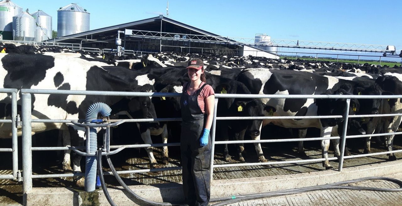 A student's view: Dairying on the far side of the world