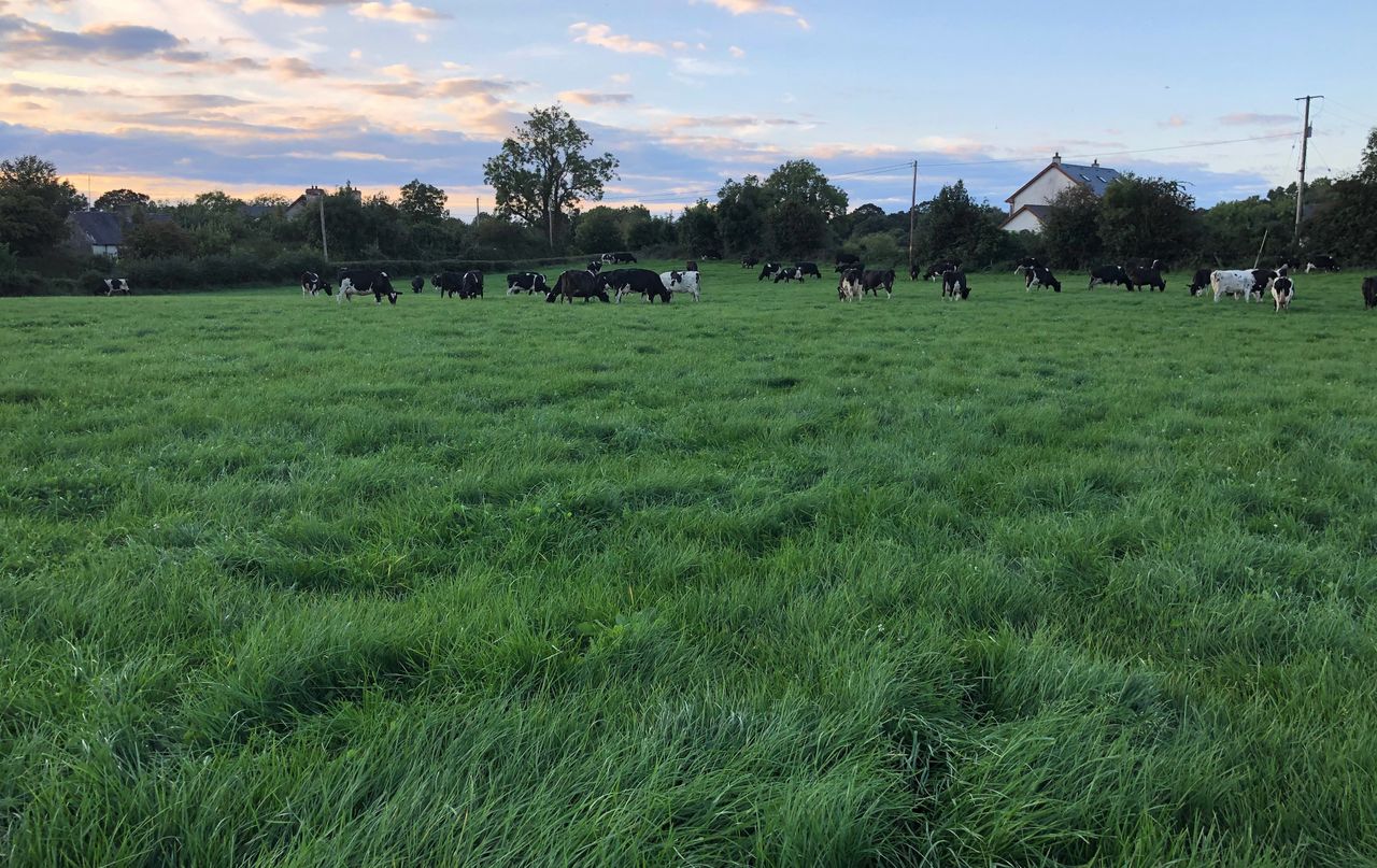 Grass growth: Making building covers a piece of cake