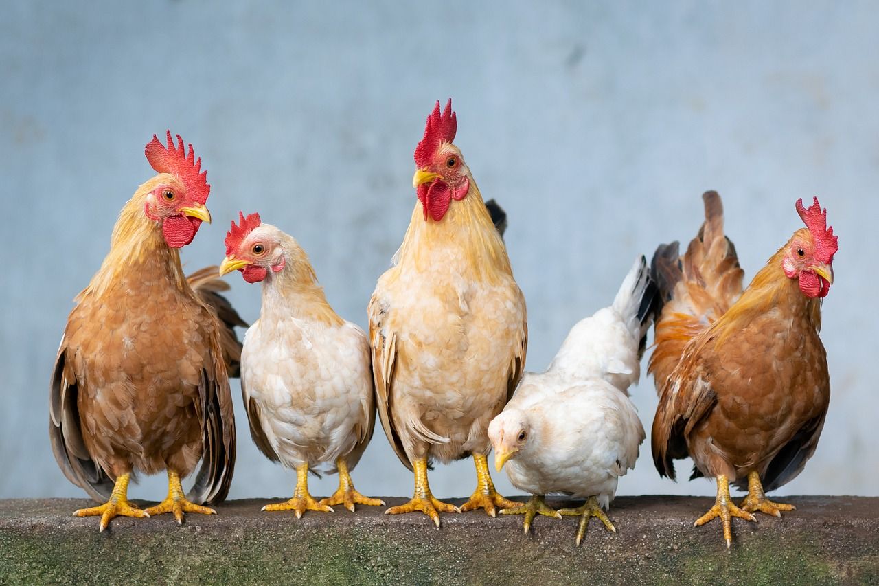 Large US producer slaughters 1.6m hens because of bird flu