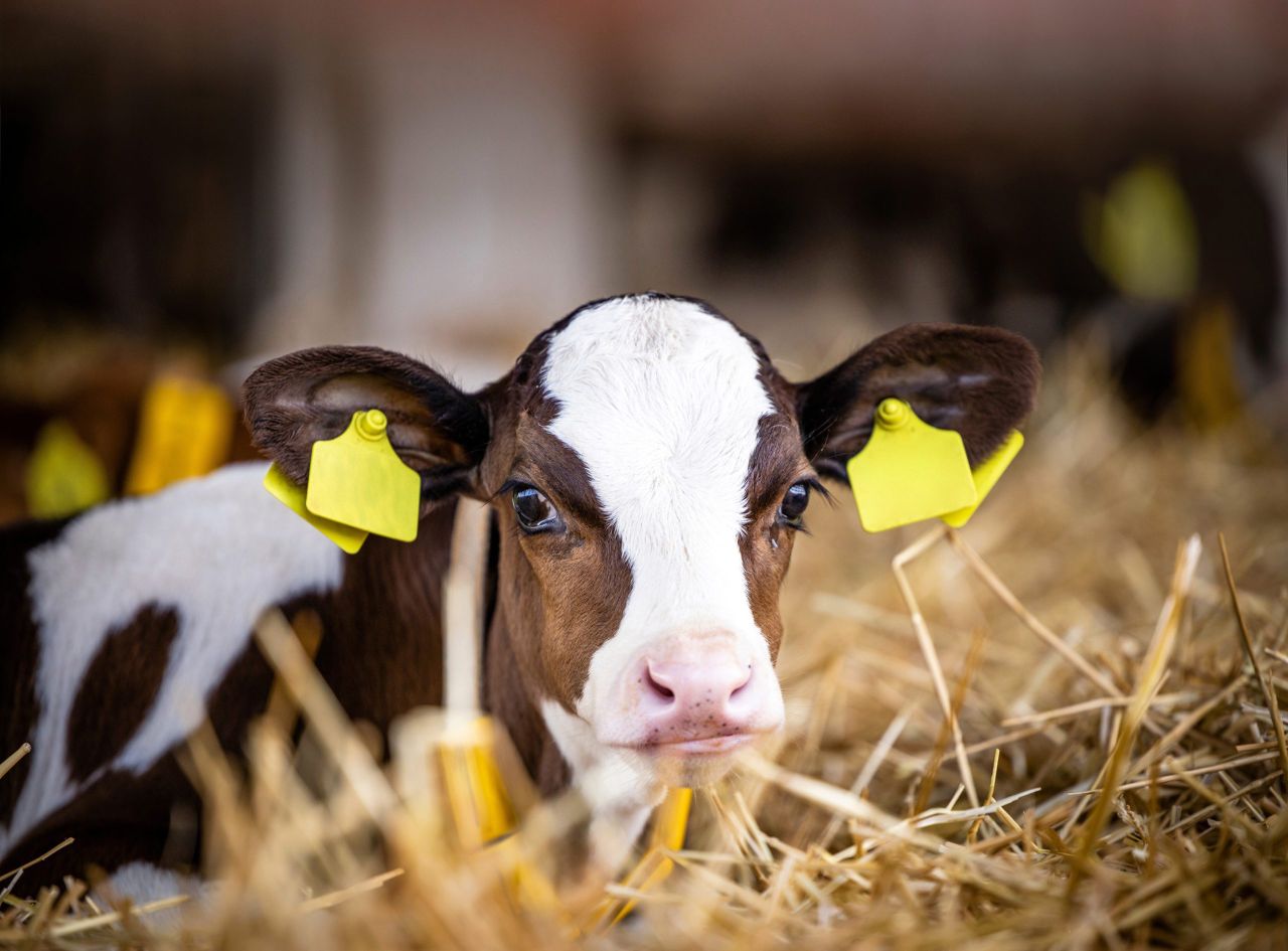 BVD payment increase 'falls well short of what is required' - ICSA