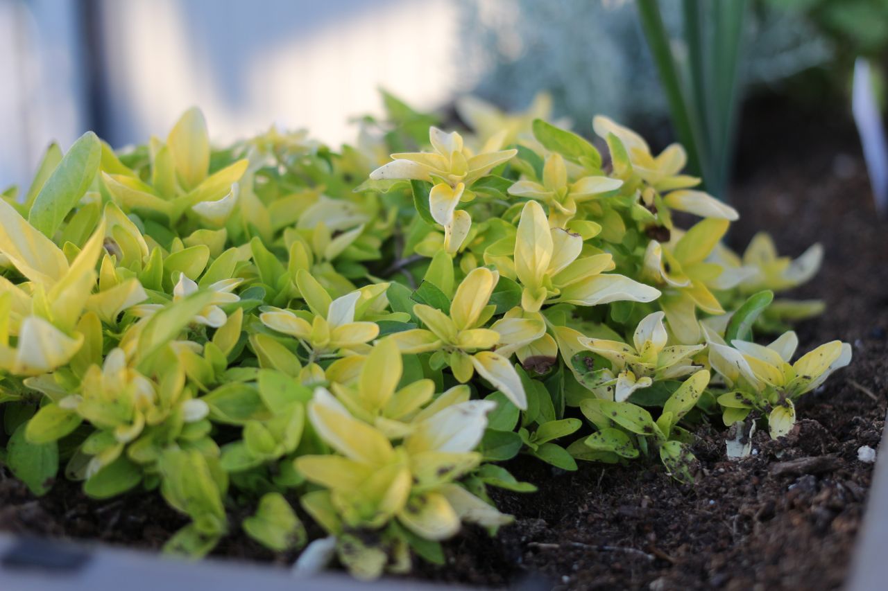 Fair marks start of hardy nursery stock trading season
