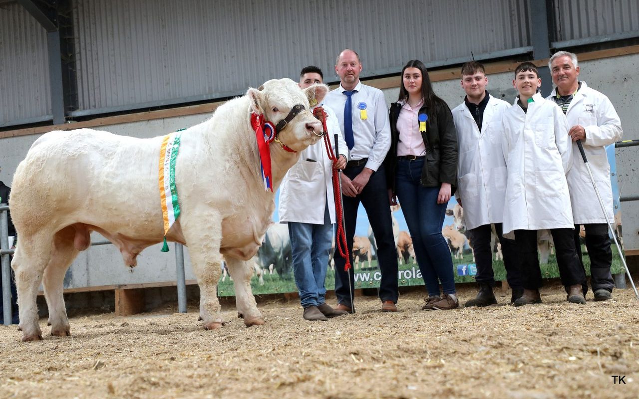 Price report: Charolais bull sale and Prime Herd dispersal
