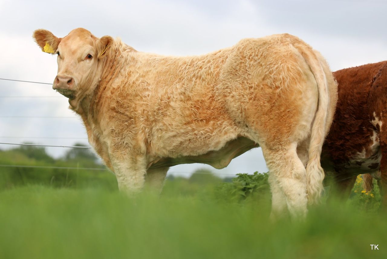 Video: Tateetra & Rathmore Farms to sell 70 weanling and yearling heifers this Saturday