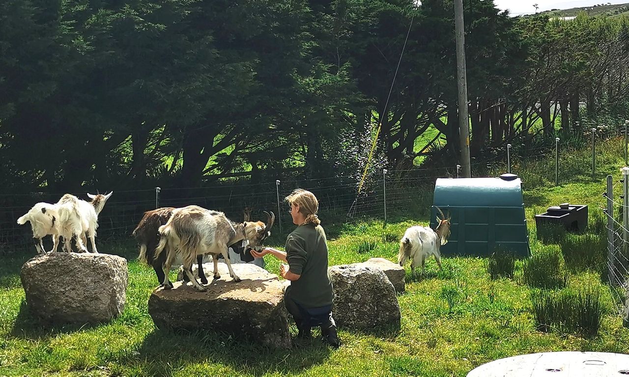 No kidding: Goats drafted in to keep Howth in check