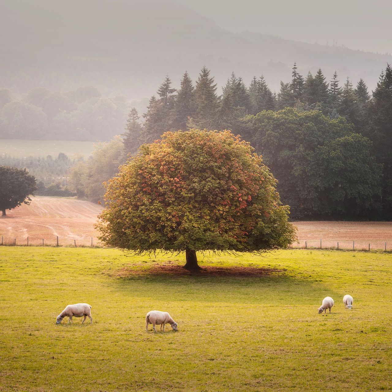 Victories for Wicklow and Cork in forest photo competition