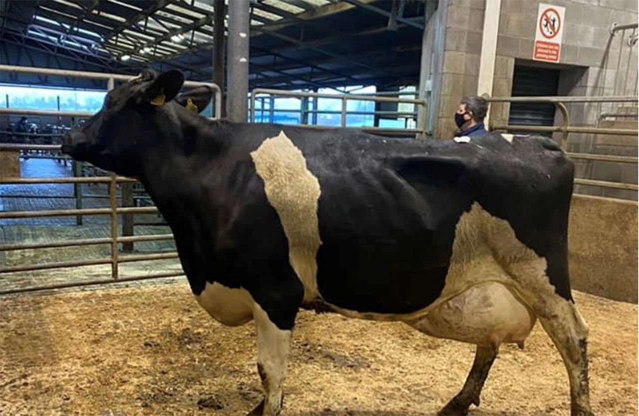 Record prices achieved at Carnew dairy sale