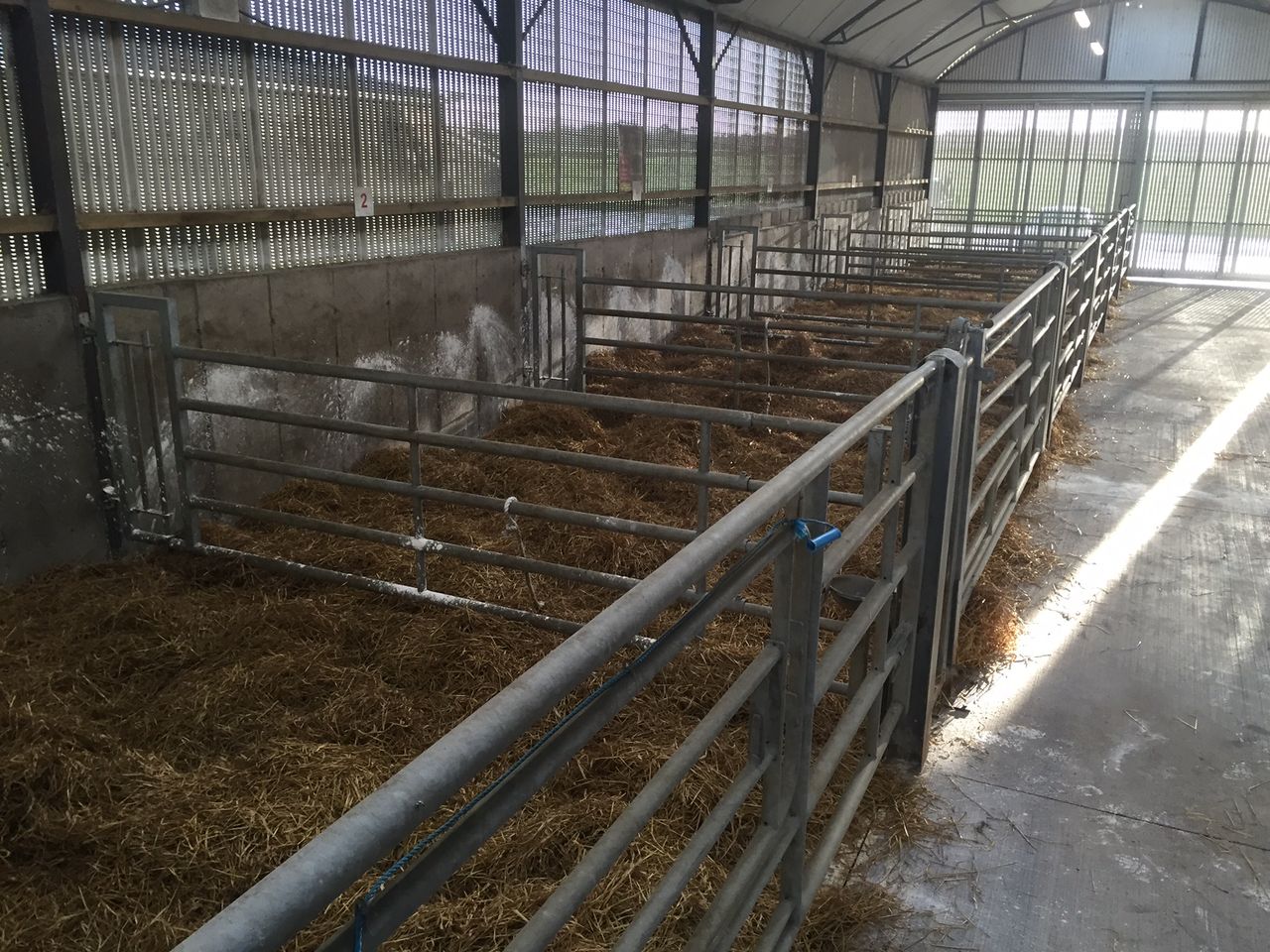 How can pre-calving management and assistance effect dairy calf mortality?