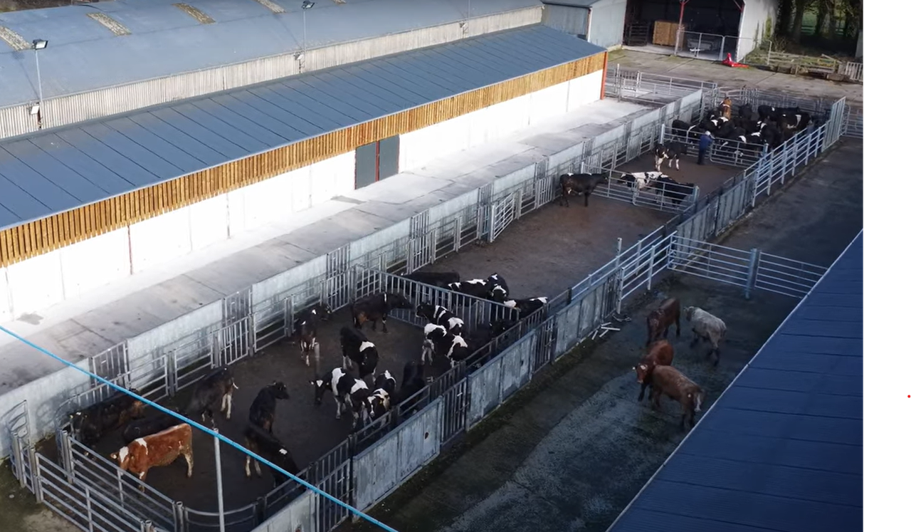 Commercial Beef Value Series: Finding key beef production data
