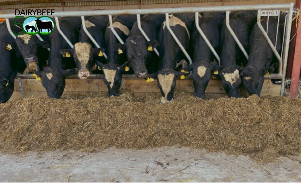Watch: The danger of overpacking your cattle shed