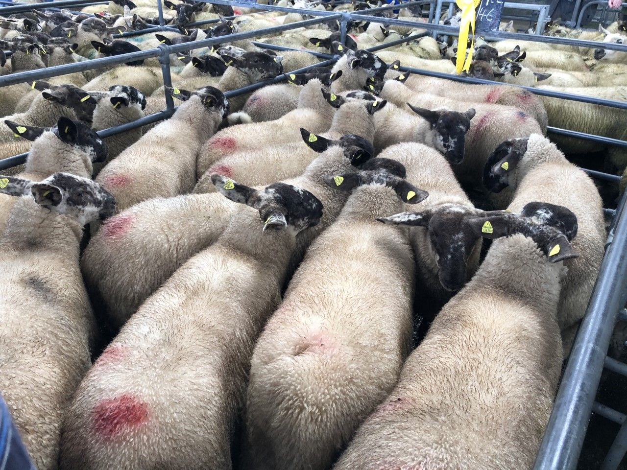 Sheep trade: Lamb prices come under pressure