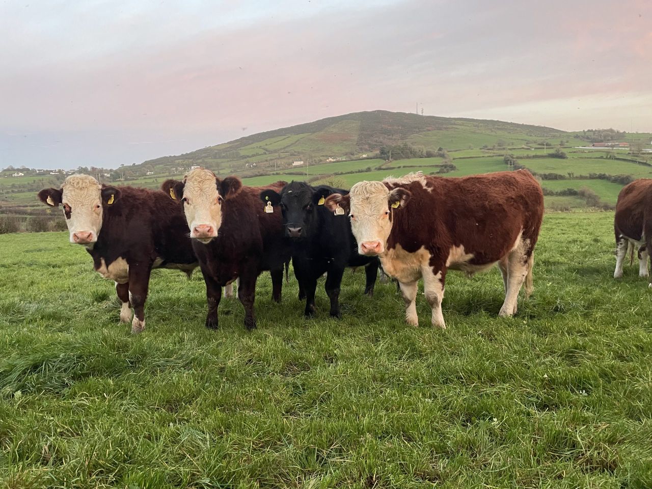 Factory quotes: Lower end of beef prices move up this week