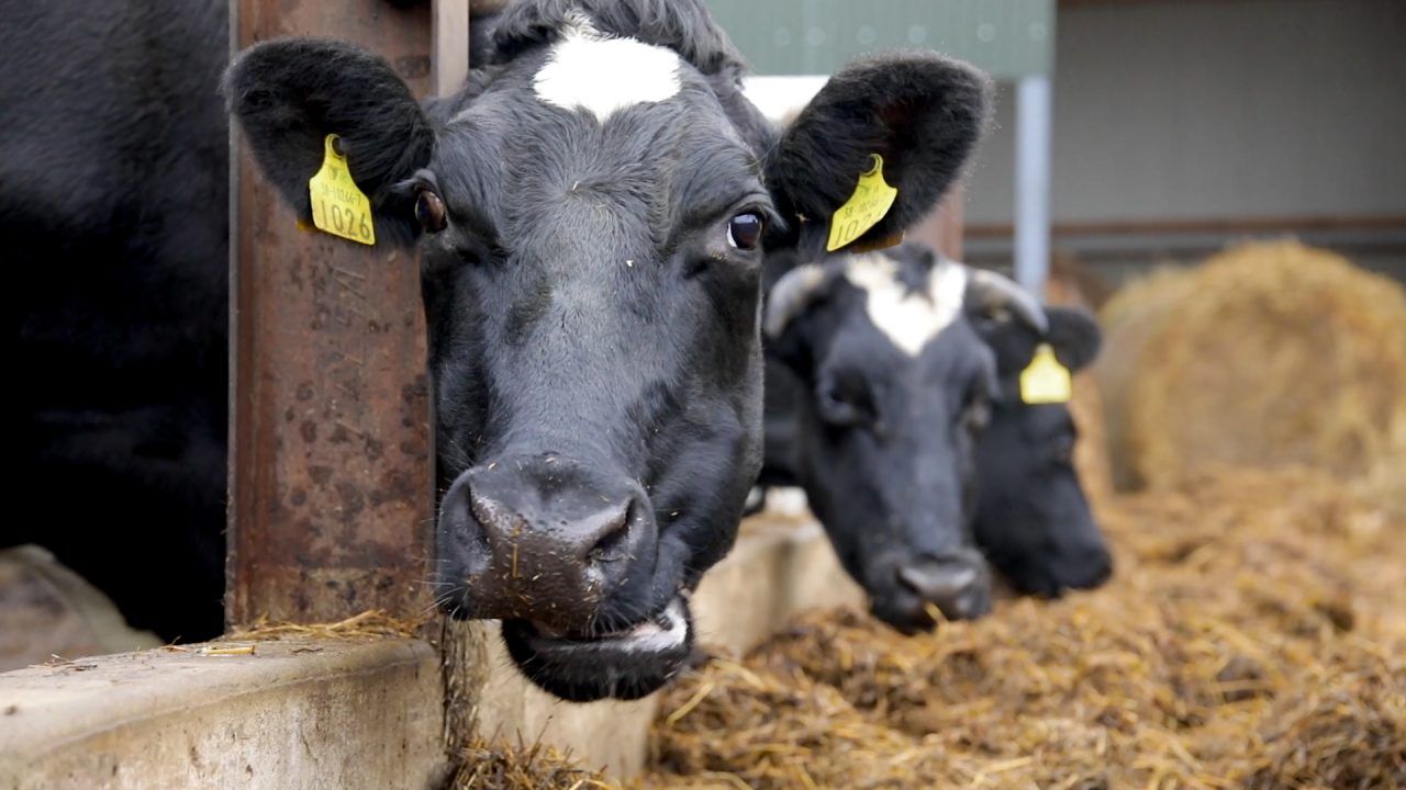 ICMSA calls for start of crude protein limit to be changed