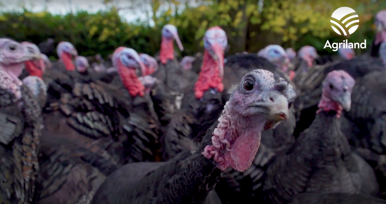 A tradition of rearing turkeys on Meath family farm