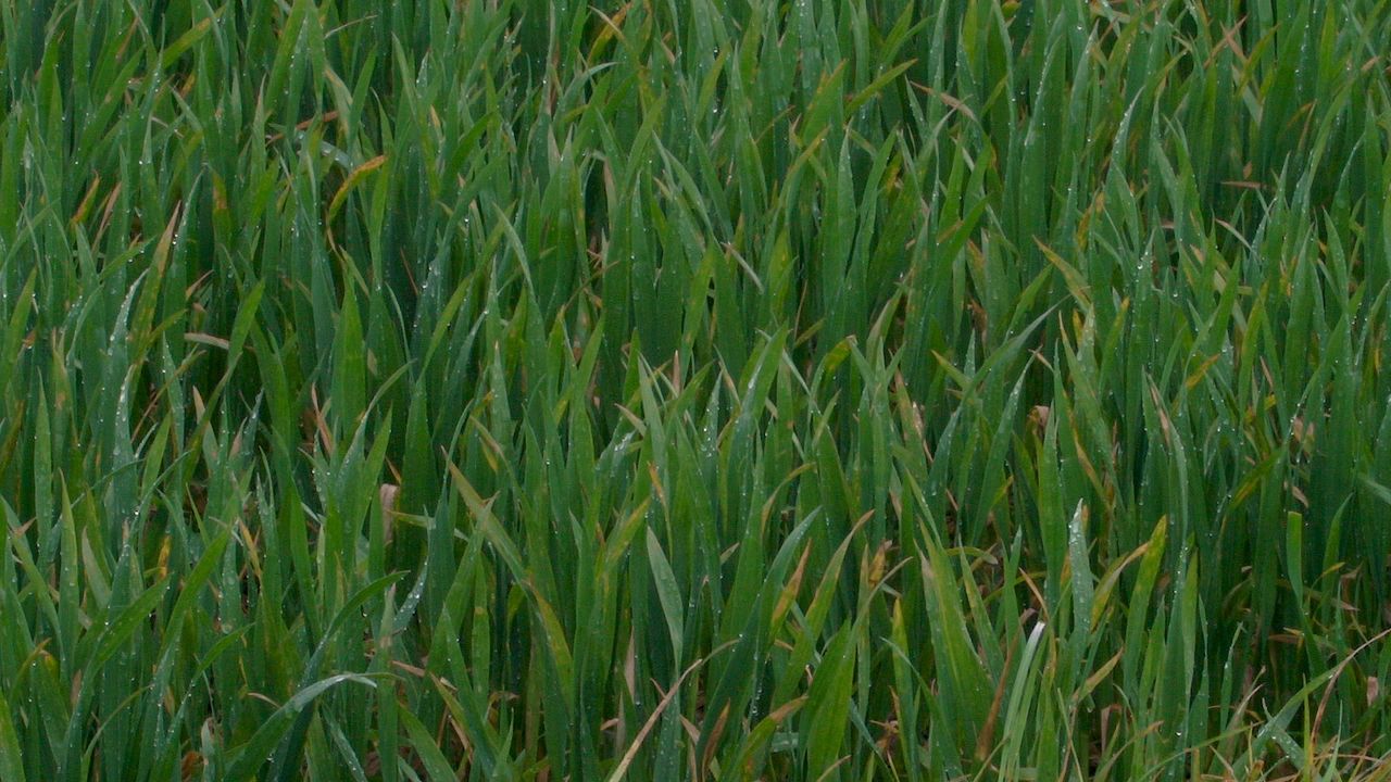 Tillage management: T1s on wheat