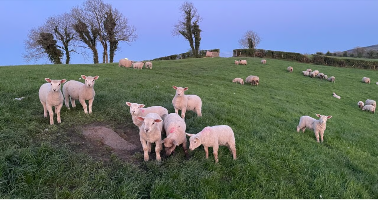 Are there signs of optimism for the Irish lamb trade in 2026?