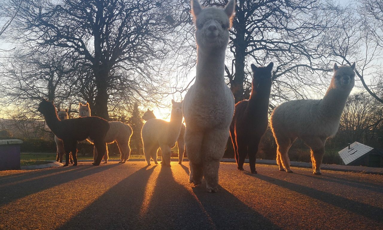 Midlands family tap into 'alpaca tourism' with venture
