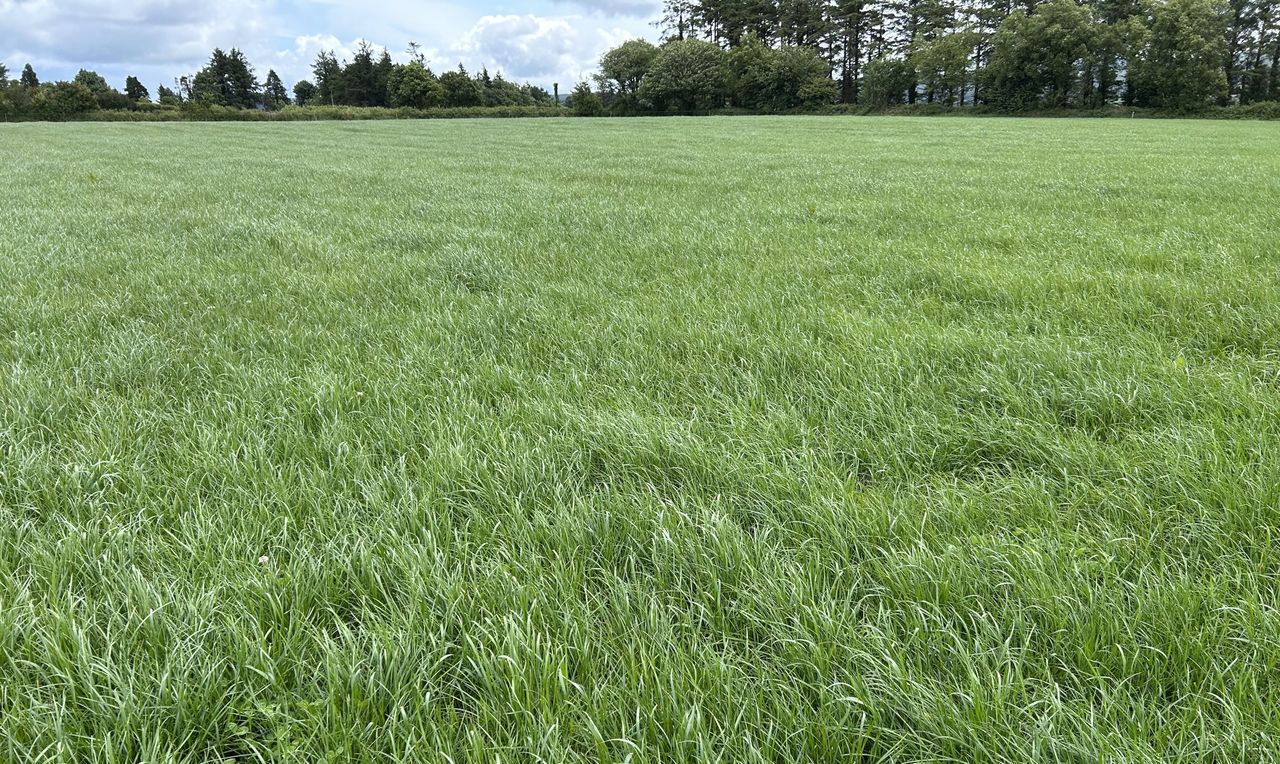 Germinal announces £5m investment in grass seed site in England