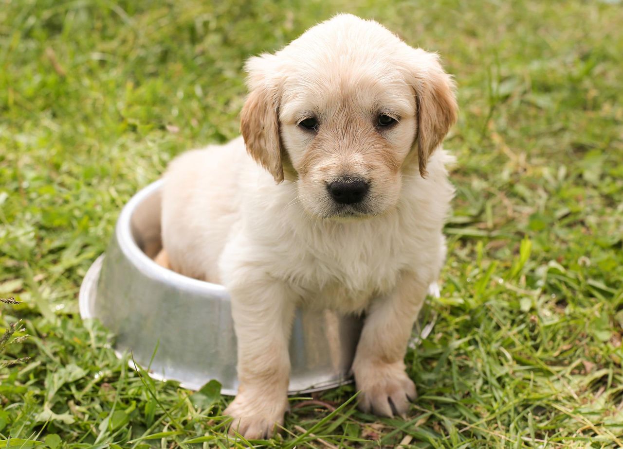 USPCA urges people to be aware of new puppy scam tactics