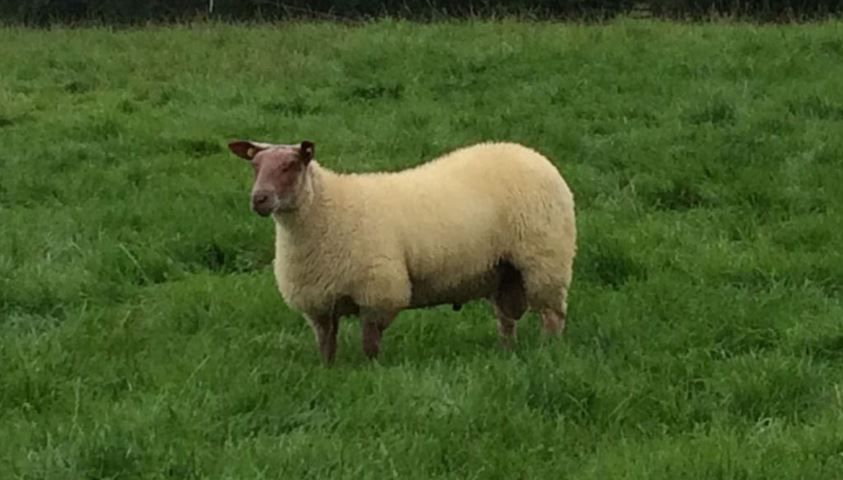 Sheep Census 2018: One week left to submit online forms