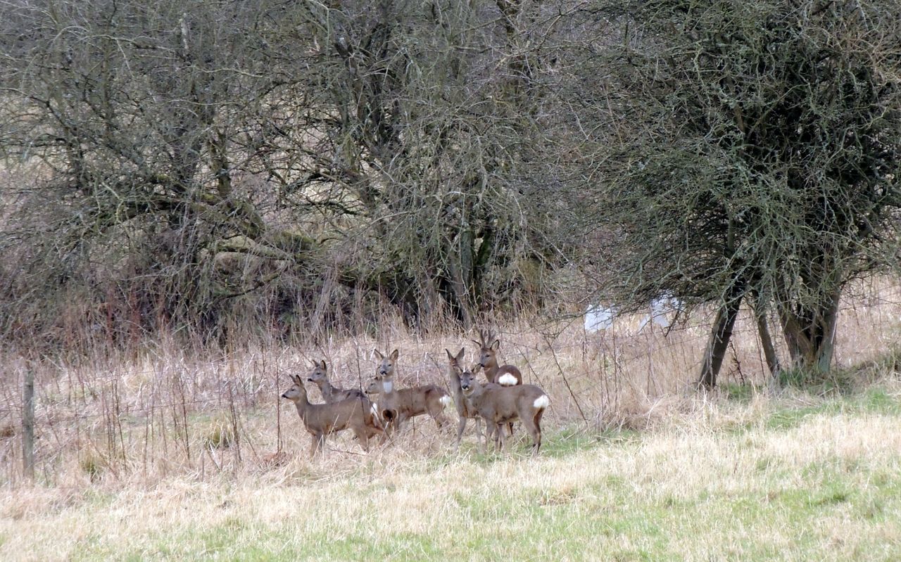 Culling pregnant deer could represent a 'mental health issue' - Scottish group
