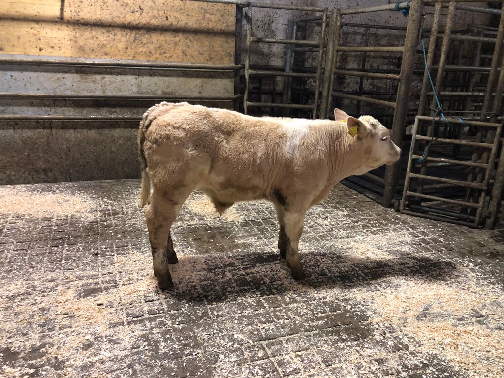 This March-born Charolais bull calf sold for €670