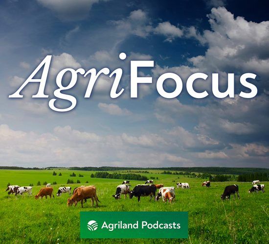 Listen: AgriFocus - who are the key players impacting beef markets?