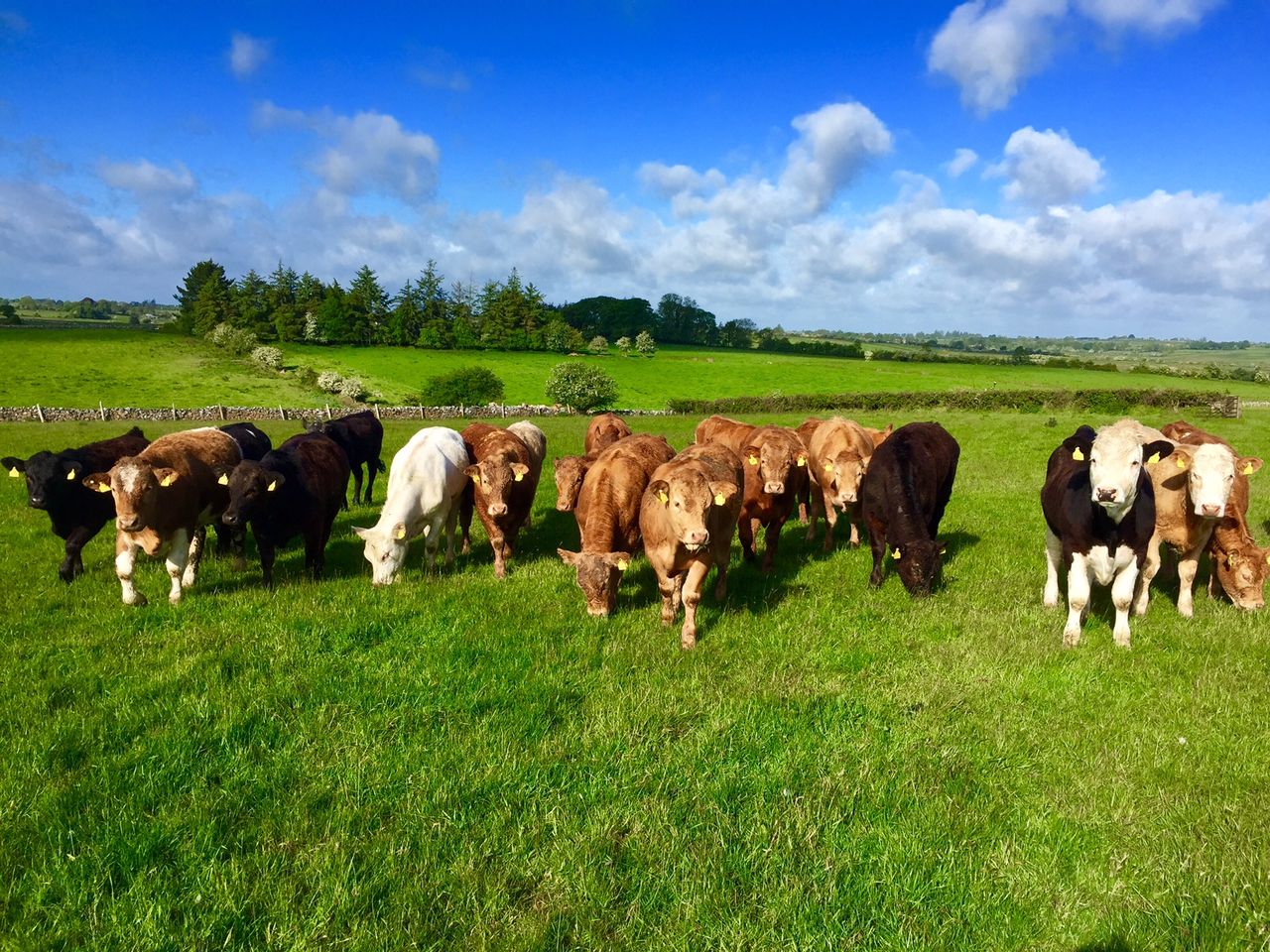 Direct payments keeping the average Irish drystock farm afloat