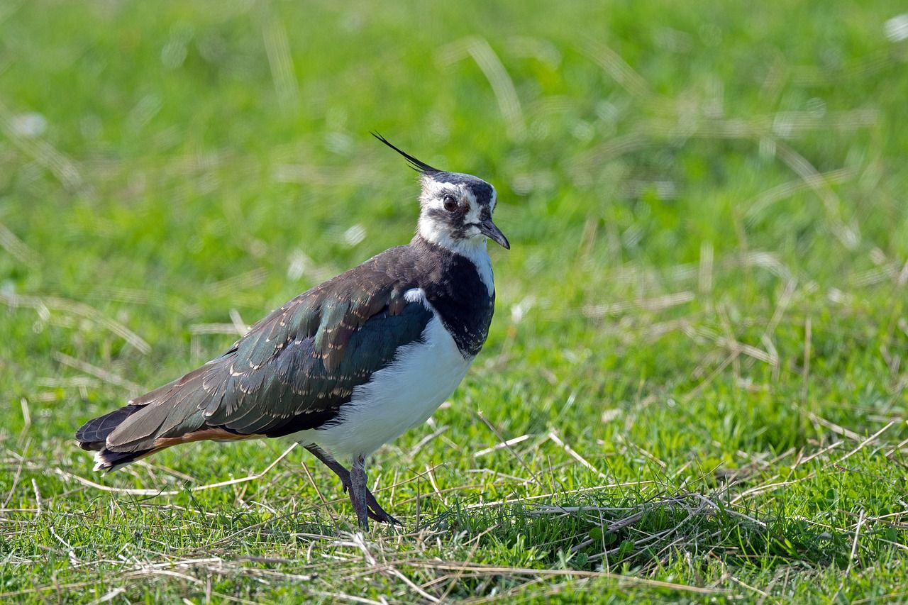Rare bird makes return to designated peatland site
