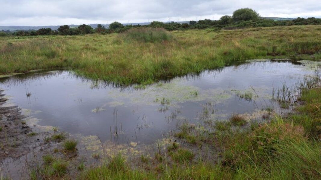 Wetland restoration can 'bring a fluke risk'