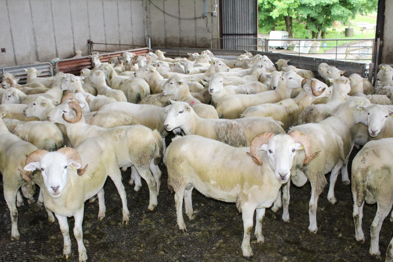 Prospects for sheep trade 'very strong at the moment' - breeder