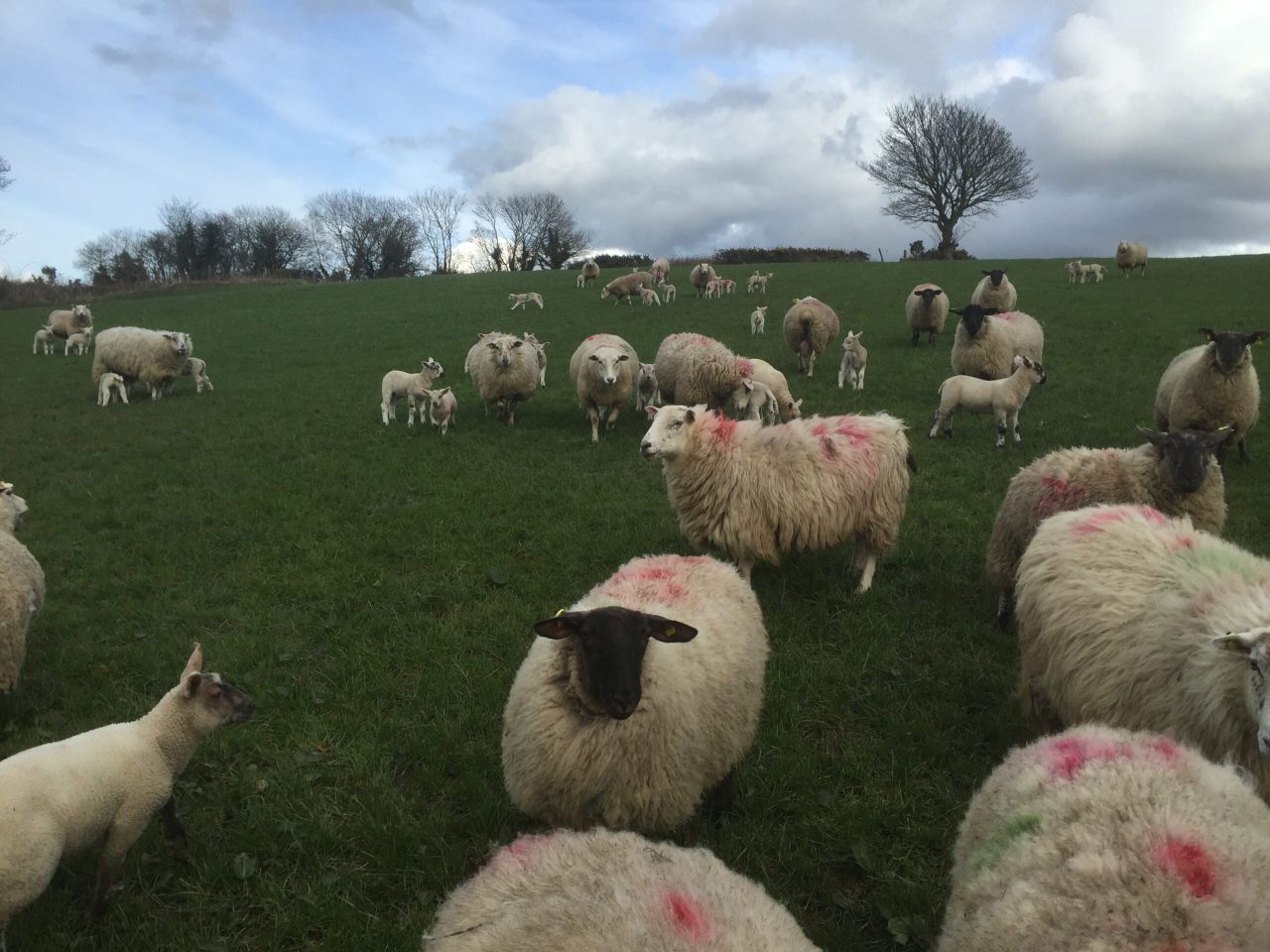 Reduce drystock farm costs by increasing the number of grazings - Teagasc