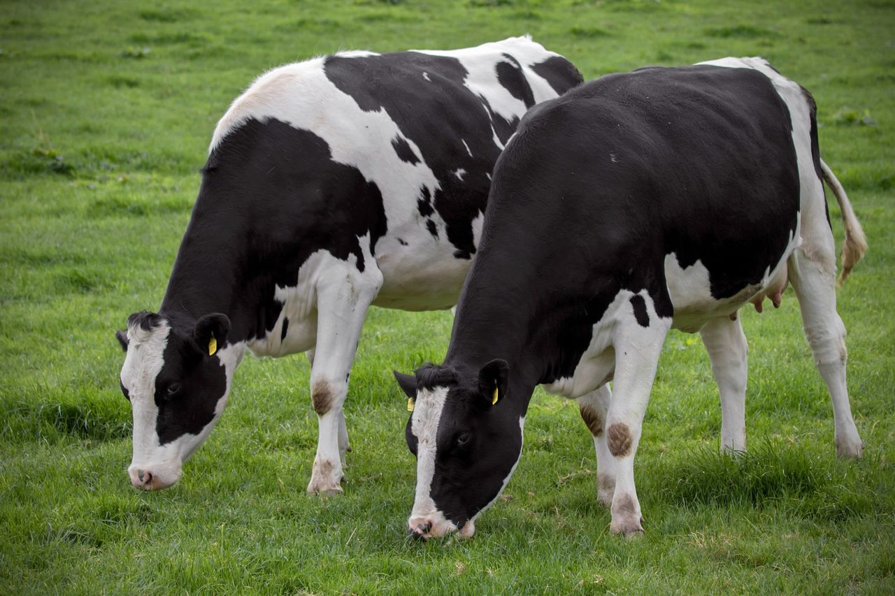 Heifer rearing should be seen as an investment, not a cost