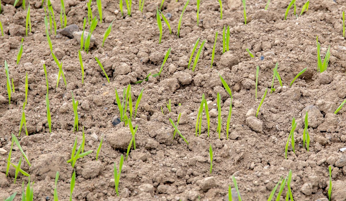 EU member states want obligatory soil health monitoring