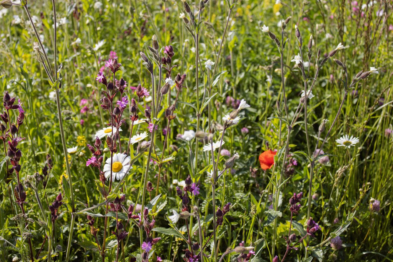 Biodiversity and agri knowledge network set to launch in January