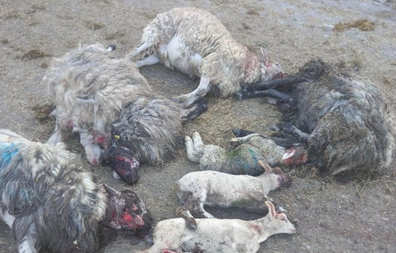 Lambs and ewes killed in dog attack on Limerick sheep farm