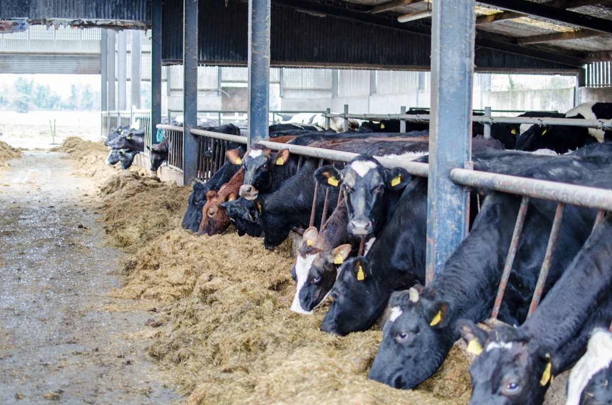 Poll: Will parts of the country suffer a fodder shortage this year?