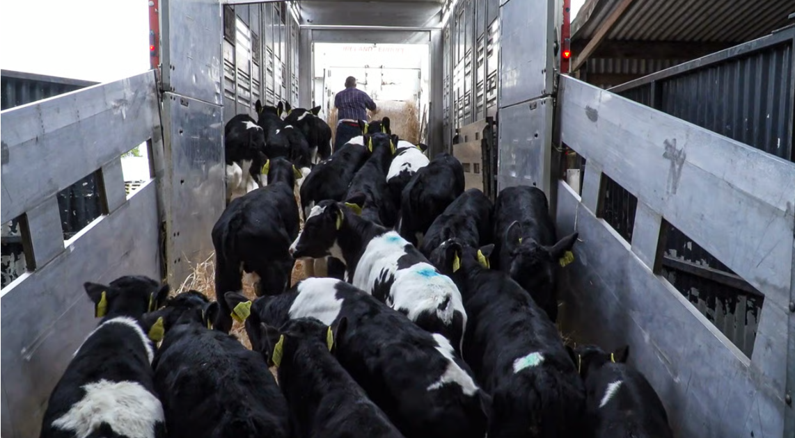 2025 factory calf slaughter numbers fall to 3,400 head