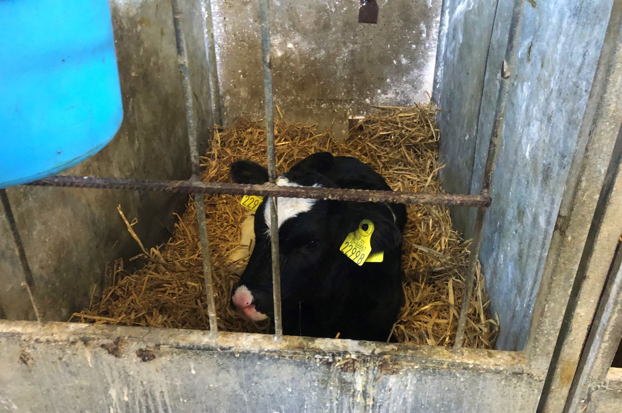 Dairy advice: Treating a calf with scour