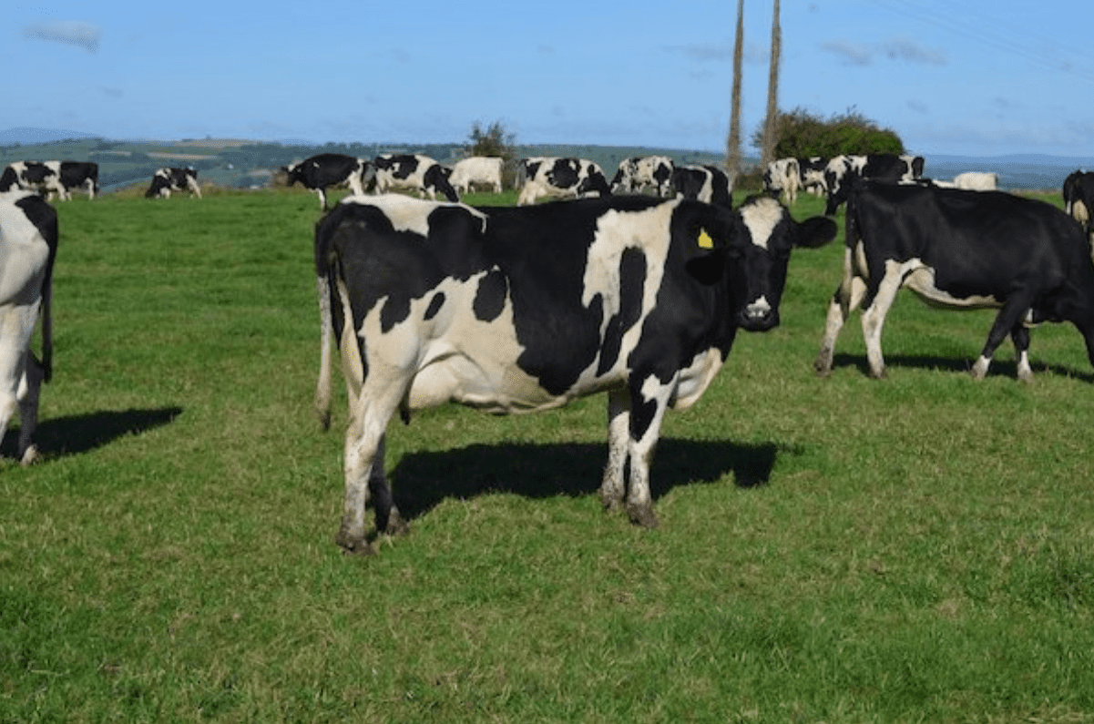 Pics: Fermoy Mart gearing up for 2 'complete' dairy clearance sales