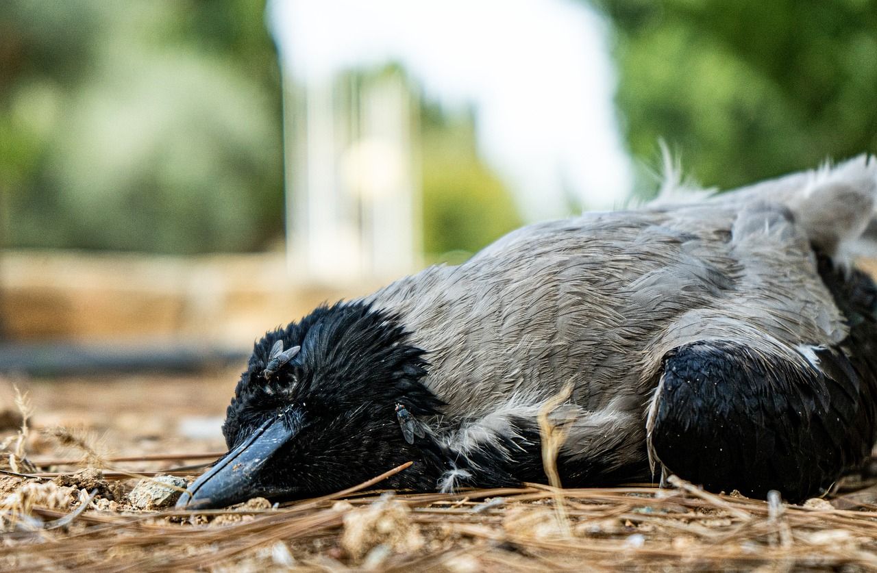 Public urged to avoid sick or dead birds to prevent bird flu spread