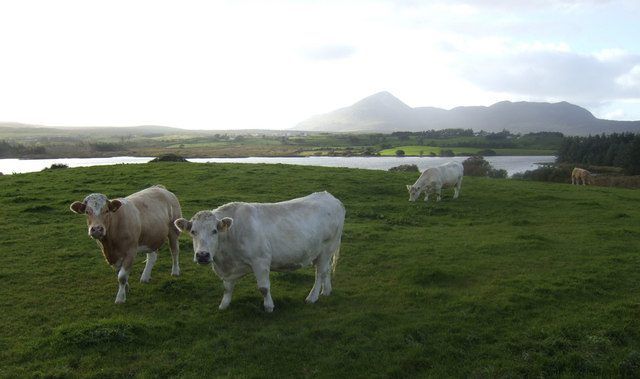 Cattle prices on the increase this week